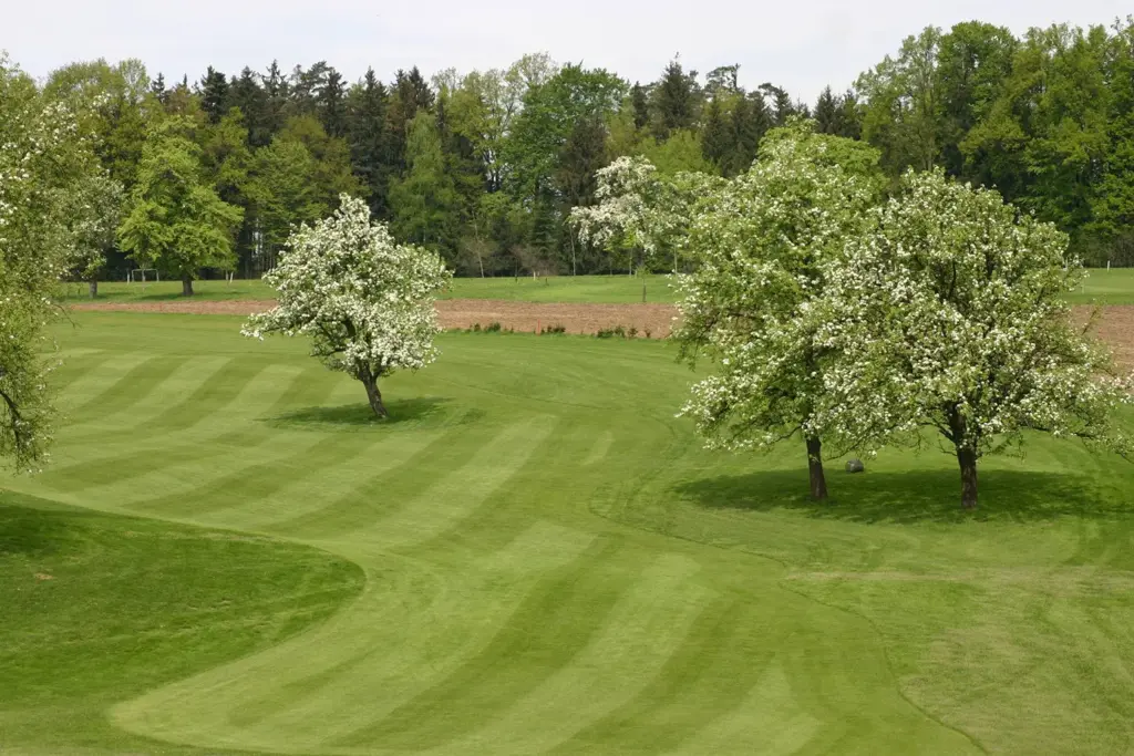 Fairway mit Mostbäumen auf Loch 4