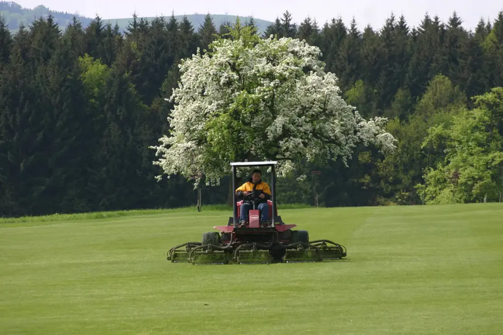 Greenkeeper bei der Arbeit auf Fairway mit blühendem Obstbaum im Hintergrund