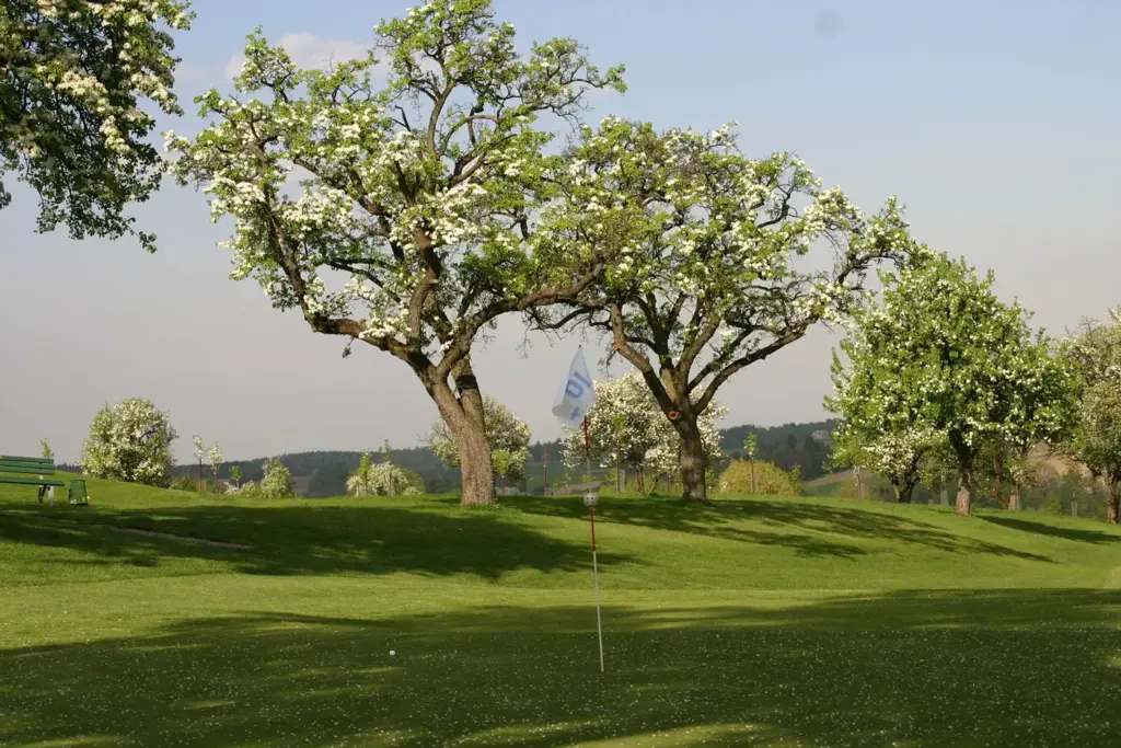 Grün von Loch 10 mit Fahne und Ball im Blütenmeer